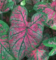 Caladium Fancy Leaf Florida Roselight